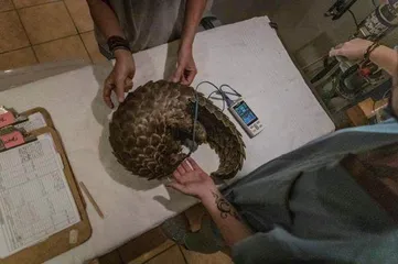 穿山甲的不幸3