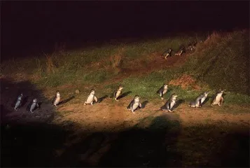 维多利亚州:这里浓缩了整个澳大利亚4