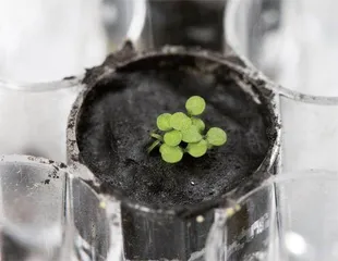 月壤首次种出植物,移民外星近了一步2