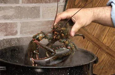 经济动物猪牛鸡:它们也会感到疼痛4
