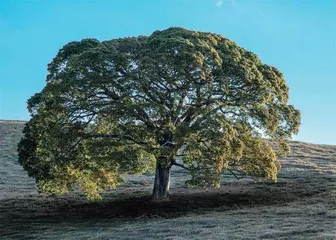 神奇植物在哪里2