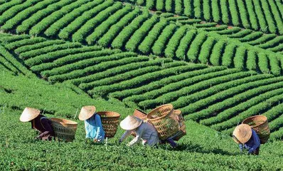 从茶叶帝国到奶茶王国2