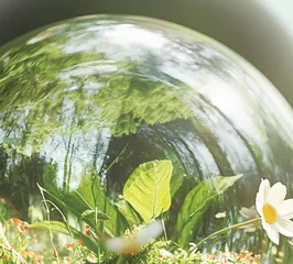 探究不同种类植物对生态瓶稳定的影响