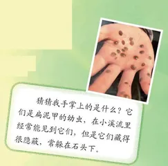 与昆虫交朋友 