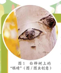 白桦树为何长“眼睛” 