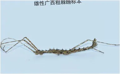 不一样的竹节虫0