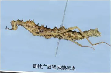 不一样的竹节虫1
