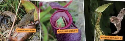 挑食的猪笼草3