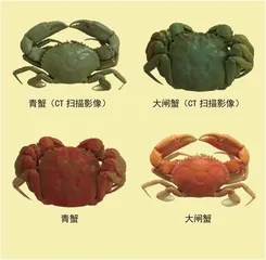 CT透蟹1