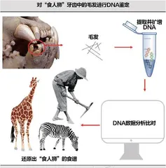 探秘“食人狮”的完整菜单4