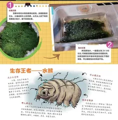 苔藓寻水熊