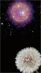 蒲公英形状的超新星和僵尸星0
