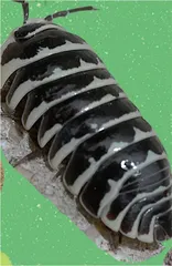鼠妇饲养入门