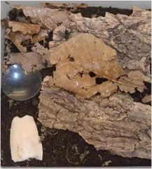 鼠妇饲养入门1