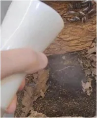 鼠妇饲养入门2
