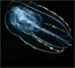 栉水母的合体奥秘0