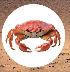 沙漠里的螃蟹奇迹0