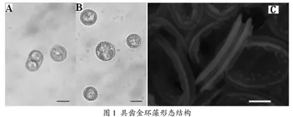 线上线下混合式一流本科课程建设研究与实践