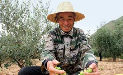 提质增效,油橄榄释放多重效益