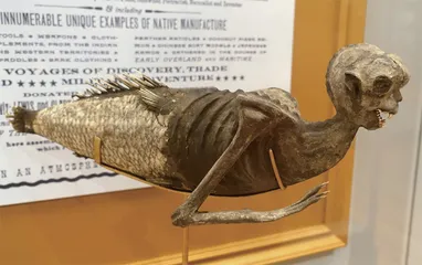 美人鱼真的存在吗?1