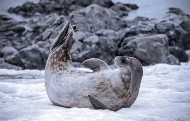 Winter is NOT coming,南极裂去2