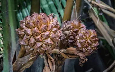 体验越南古镇:定制奥黛,搭篮子船6