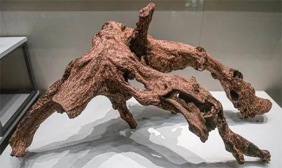 濒危红木,谁来替补?1
