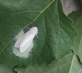 吃,不能解决入侵物种3