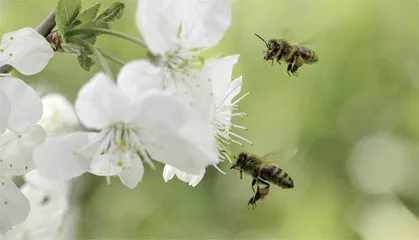 蜜蜂消失发出了什么警示？