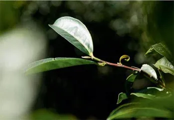 凤凰单从:一叶茶香芳千里2