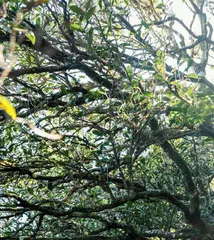 凤凰单从:一叶茶香芳千里4