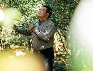 凤凰单从:一叶茶香芳千里5
