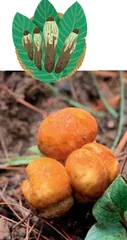 食菌之季3