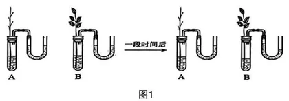 探究实践类生物学试题分析与教学启示