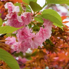 中国赏花指南4