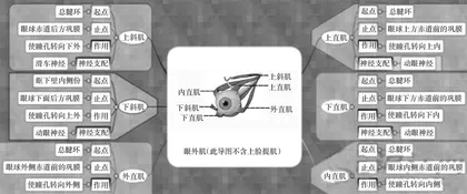 思维导图在中职解剖学基础教学中的运用