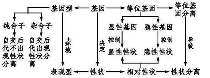 基于模型构建对遗传学进行深度学习