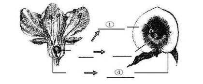  “减负增效”的初中生物作业设计探索与实践