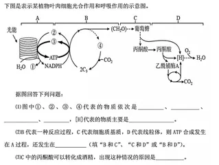 基于模型建构的光合呼吸类综合题教学策略