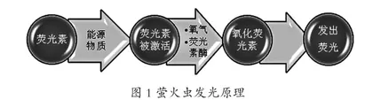 创设多种情境 助力概念教学