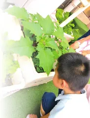 幼儿各阶段劳动教育内容的选择与开展