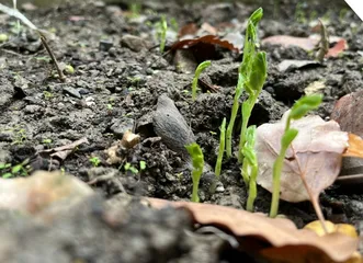 走进大班幼儿生命教育