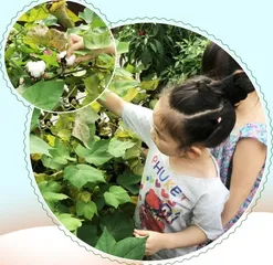 棉花种植活动中培养幼儿生态意识的行与思2