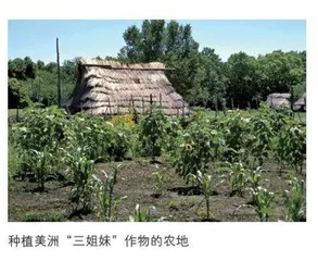 集约时空的多熟种植