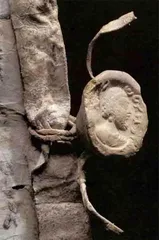 古代丝路如何传书