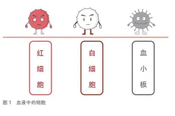  红细胞环游记   