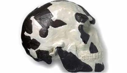 东非的智人骨骼至少比此前认为的要古老36000年