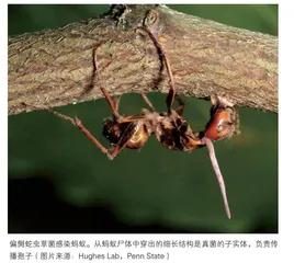 丧尸真菌真的存在！如果人类感染会怎样？   
