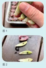 活动设计