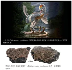 这种新发现的鸟状恐龙拥有惊人的长腿 